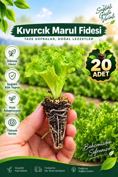 Aksu Fide 20 Adet Kıvırcık Marul Fidesi
