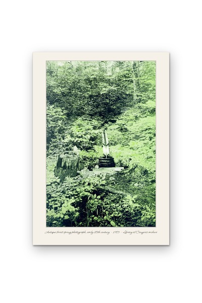 OEM Poster Carton 250g A4, Fotografie Veche Padure Primavara 1903, Arhiva Ist...