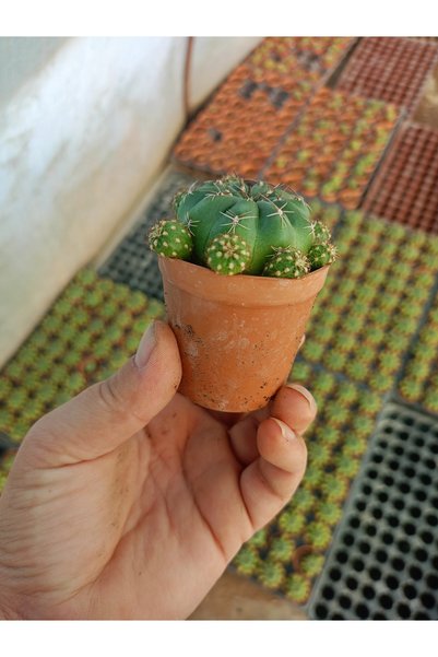 Matucana polzii 5.5