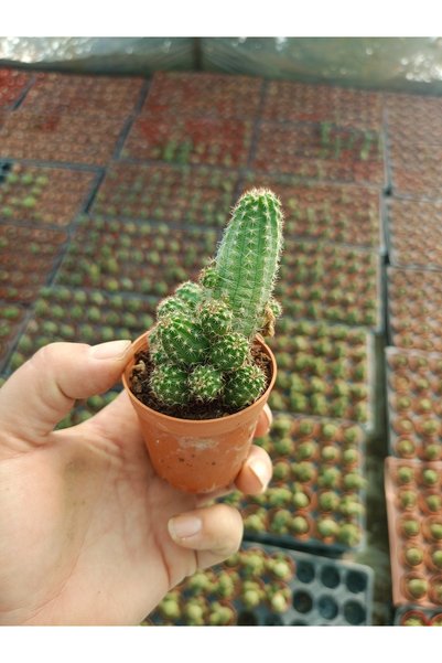Fıstık Kaktüsü-Echinopsis chamaecereus,