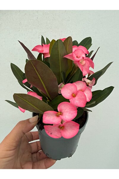 nazlı çiçekçilik Queen Dikenler Tacı – Çiçekli Euphorbia Milii Saksı Bitkisi