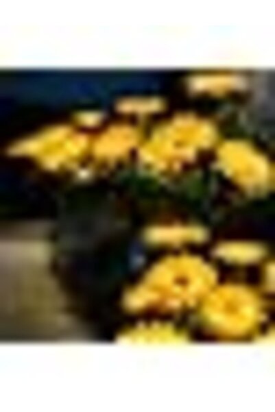 Generic Solar Light,Solar Garden Flower Lamp Decorative Sunflower Light Water...