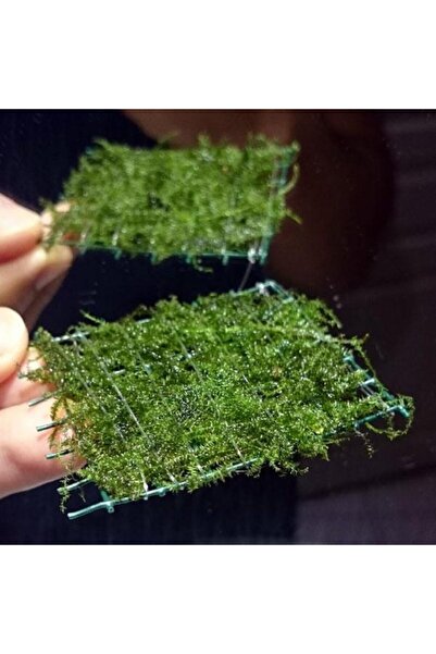 İthâl Bitki Bubble Moss Tele Sarılı 5x5Cm Yeni Sarım Canlı Bitki