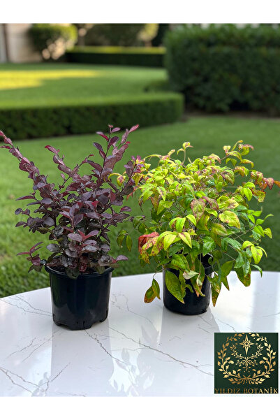 YILDIZ BOTANİK 1 Adet Loropetalum Rüya Çiçeği 1 Adet Renk Değiştiren Cennet B...