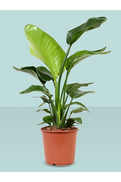 Gardenbox Strelitzia - Starliçe Cennet Kuşu Bitkisi 80-100 Cm Salon Bitkisi