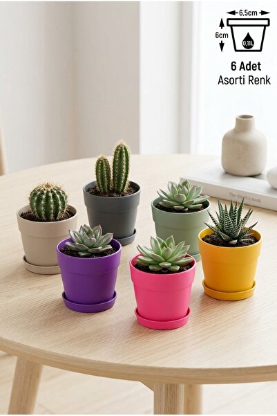 ToXA 6 Adet Mini 6cm 0,11 Litre Karışık Mono Saksı Dekoratif Tabaklı Mat Çiçe...