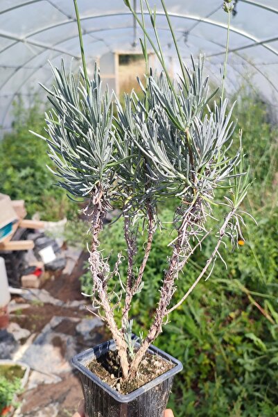 Vasada 12 Adet Lavanta Fidanı Lavandula Angustifolia (İngiliz Lavantası) 9x9x10 cm Saksılı 25-30 cm