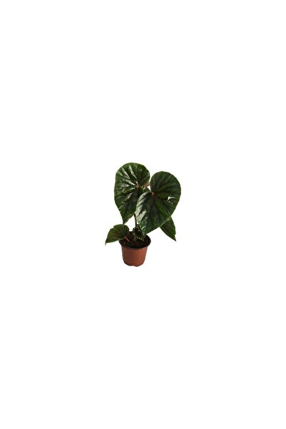 BİORGANİX Begonia Thurstonii Yağlı Begonya Fidanı 10-20 cm