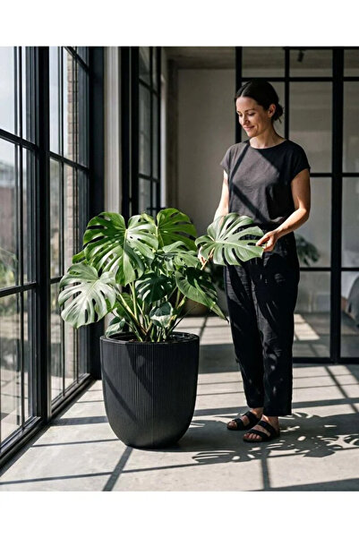 POLİVAHOME Palmiye Dekoratif Salon Ofis Saksı 30 Litre İç Ve Dış Mekan Saksı ...