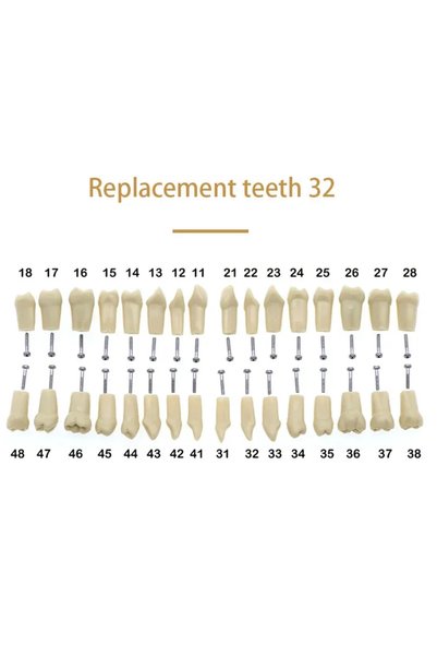 Choice نموذج تعليمي للأسنان بـ 32 سنًا، نموذج أسنان تايبودونت من الراتنج اللي...