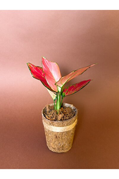 KUK PEYZAJ Aglonema (Aglaonema commutatum) – 27 cm – Kırmızı Yapraklı Form