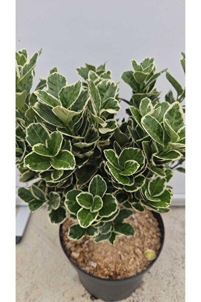 Generic Brand Euonymus japonicus 'Kathy' / 'Katy' (Salbă Japoneză Vărgată cu ...