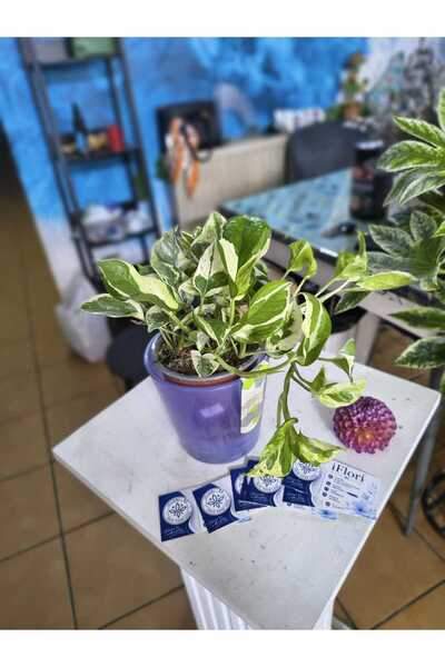 PLANT Епипремнум N'Joy в саксия |   Разноцветна висяща декорация