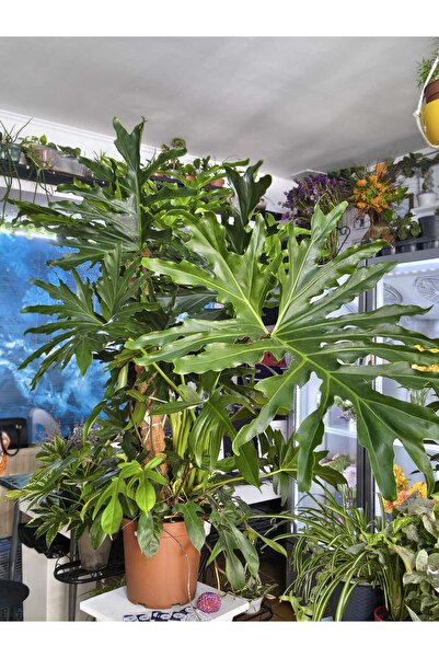 PLANT Φιλοδένδρον Μείγμα Σελλούμ & Πεντάτουμ 130 εκ. |   γλάστρα 30 εκ.