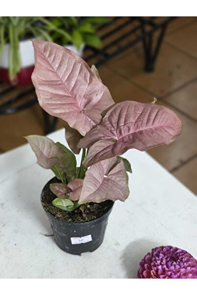 PLANT Сингониум Неон в саксия 9 см |   Розово листо
