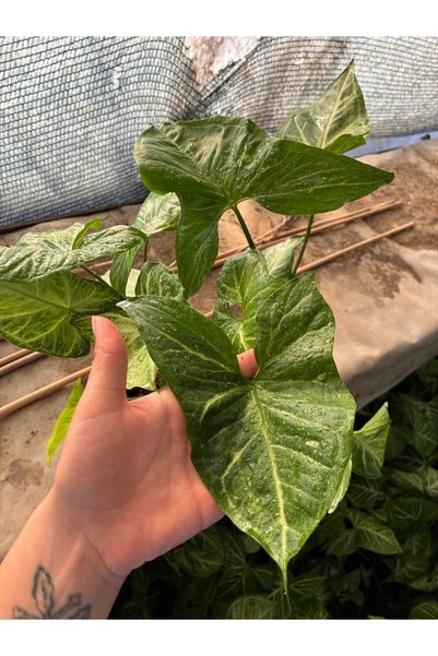 Çiçek Her Yerde Melek Kanadı (Syngonium podophyllum)