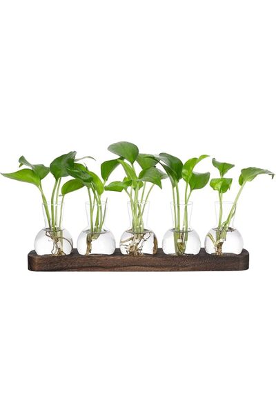 GENERAL YIBOT Propagation Stations,Plant Terrarium with Retro Wooden Stand,Un...