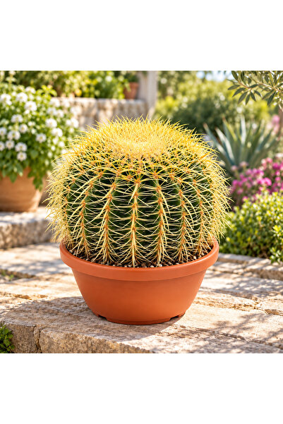 Echinocactus grusonii, (Altın Varil Kaktüsü)