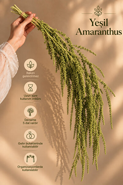Kuru Çiçek Deposu Yeşil Amaranthus Şoklanmış Kuru Çiçek – Dekoratif Sarkıt Çi...
