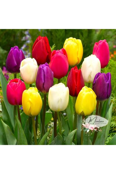 Miracle Garden Pachet Mix Clasic de Lalele (10 bucăți)