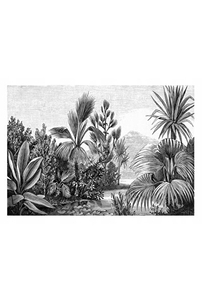 Wallarena Fototapet NEGRU ALB Pădure Tropicală 416x254