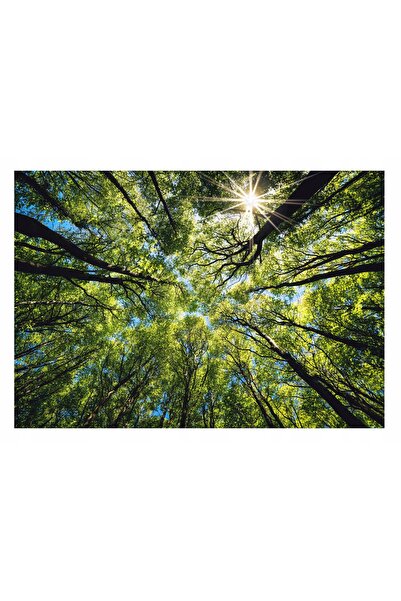 Wallarena Tapet foto 3D Coroană de pădure pentru living 416x254