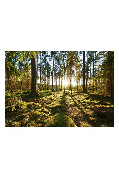 Wallarena LAS DRZEWA NATURA Tapet foto pentru dormitor 254x184