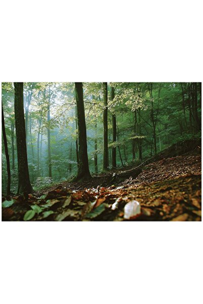 Wallarena Fototapet 3D cu peisaj natural din lemn pentru dormitor și living 3...