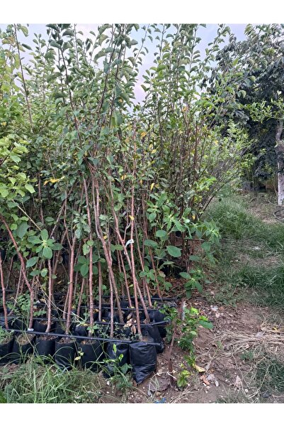 FİDANLIDAN Tüplü 3 Yaşında Meyve Vermeye Hazır Mürdüm Erik Fidanı Boy 2 Metre