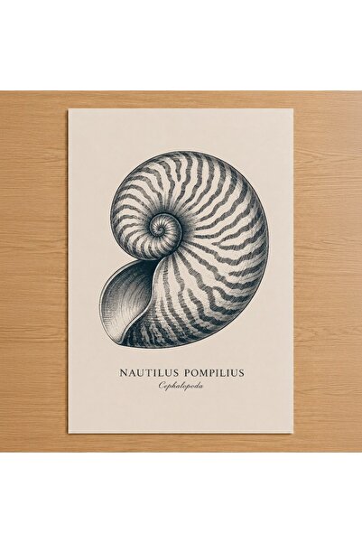 Gri Bej Nautilus Kabuğu Botanik Gravür Poster