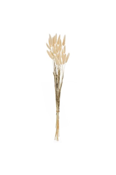 OEM Ramuri Decorative de Coada Iepurelui Bunny Tails Crem 60cm