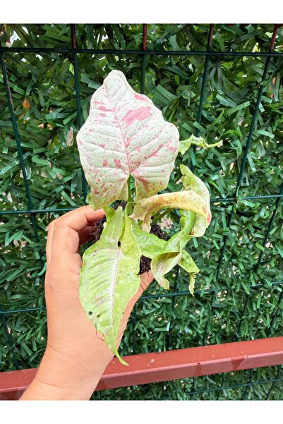 nazlı çiçekçilik Syngonium Milk Confetti – Pembe Benekli Alacalı Yapraklı Sal...