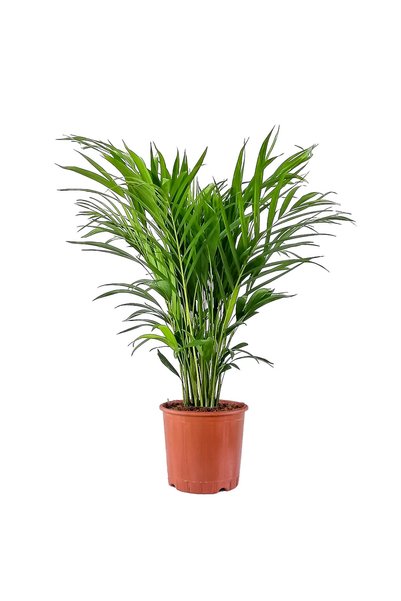 Fidanburada Areka Palmiyesi - Areca Dypsis Lutescens 100-120 cm