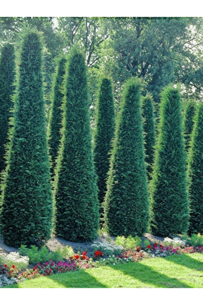 YILDIZ BOTANİK Leylandi Çit Bitkisi Çam Ağacı Fidanı 70-90 CM 1 ADET