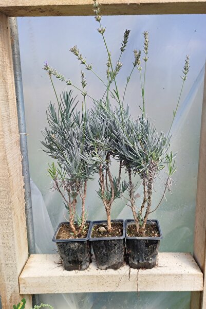 Vasada 3 Adet Lavanta Fidanı Lavandula Angustifolia (İngiliz Lavantası) 9x9x10 cm Saksılı 25-30 cm