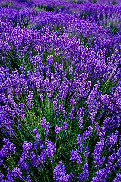 Vasada 3 Adet Lavanta Fidanı Lavandula Angustifolia (İngiliz Lavantası) 9x9x10 cm Saksılı 25-30 cm
