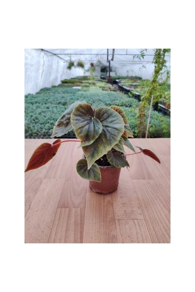 BİORGANİX Begonia Pink Yağlı Begonya 10-20 cm