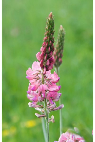Dört Mevsim Tohumculuk Korunga Arı Otu Tohumu 5 KG Tartılıp Başka Ambalajda G...