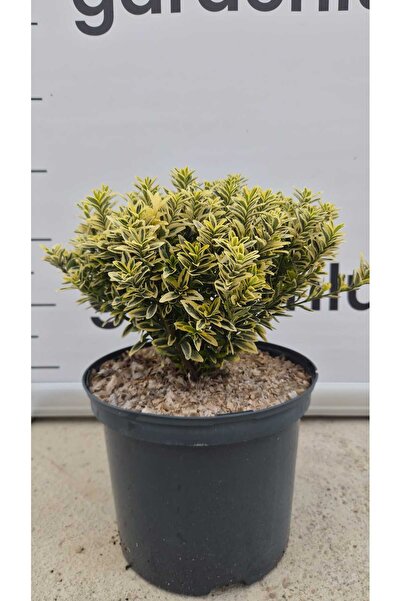 Generic Brand Euonymus japonicus 'Microphyllus Aureovariegatus'