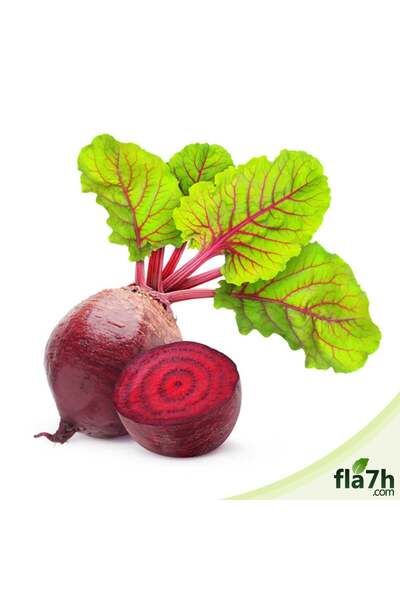 Fla7h بذور الشمندر 100 بذرة - Beta vulgaris