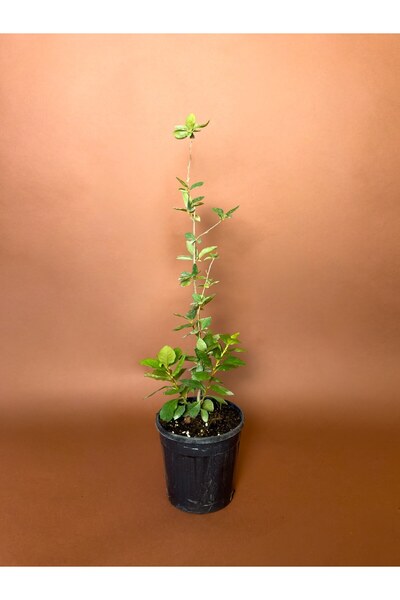 Aronya (Aronia melanocarpa) – 76 cm – Saksılı Meyve Fidanı