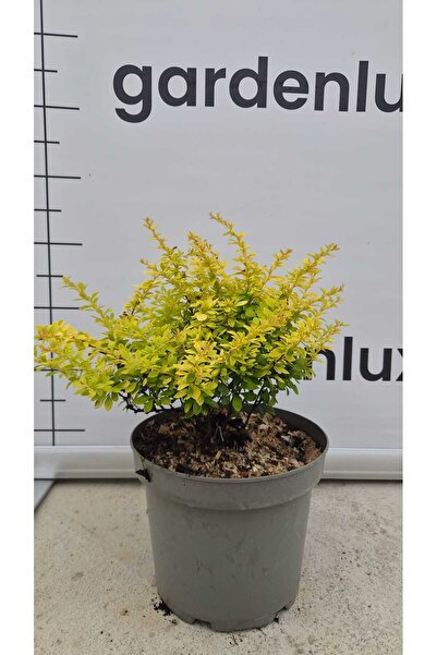 Generic Brand Berberis thunbergii 'Goldalita' (Drăcilă Japoneză Pitică