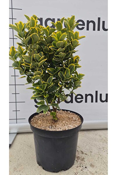 Generic Brand Euonymus japonicus 'Marieke'