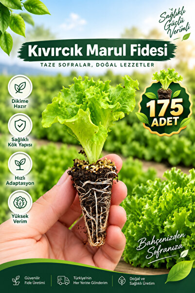 Aksu Fide 175 Adet Kıvırcık Marul Fidesi