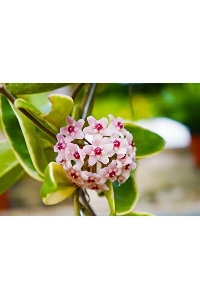 PLANT Χόγια Κρίμσον Κουίν " (Hoya Krimson Queen) is the most direct and commo...