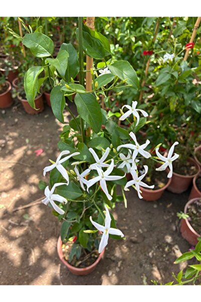 Ada Yasemini (Trachelospermum jasminoides)
