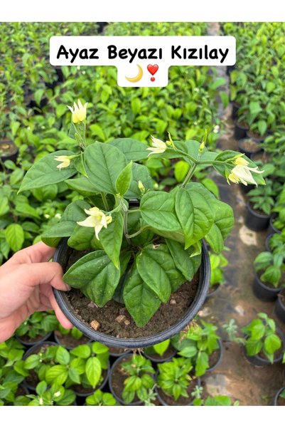 Çiçek Her Yerde 2 li Kızılay Çiçeği Seti (Clerodendrum thomsoniae)