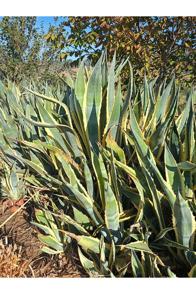 25-40 cm Agave americana-marginata- sabır ağacı-yüzyıl bitkisi-