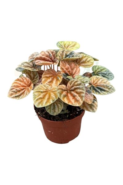 Eufloria Peperomia caperata 'Disco Fall' Ø10.5cm