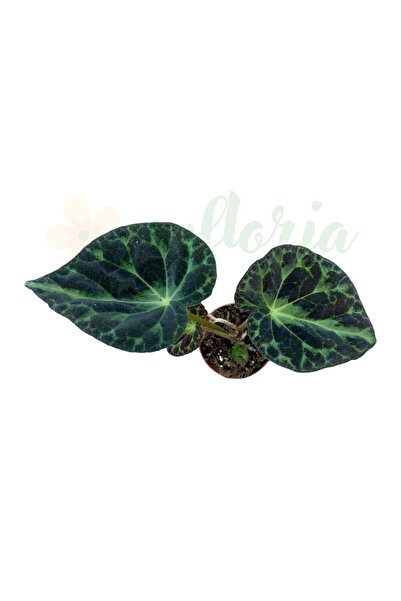 Eufloria Μπιγκόνια Μπαρσαλουξιέ Ø8εκ.